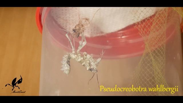 Pseudocreobotra wahlbergii po wylince смотреть онлайн