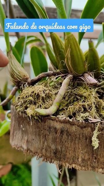 Desenvolvimento da orquídea. #orquideas #dye #fyp #desenvolvimento смотреть онлайн