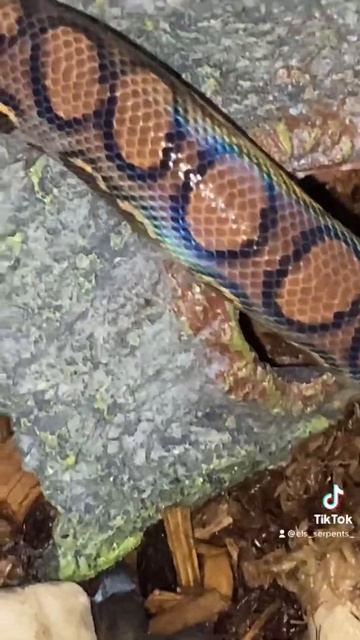 BEAUTIFUL BRAZILIAN RAINBOW BOA!! #shorts смотреть онлайн