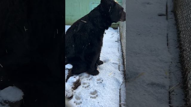 A Beary Serious Case of Bedhead #cattaleswildlifecenter #supportedbyyou #blackbear #wildlife смотреть онлайн