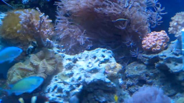 Yellow Stripe Clingfish смотреть онлайн