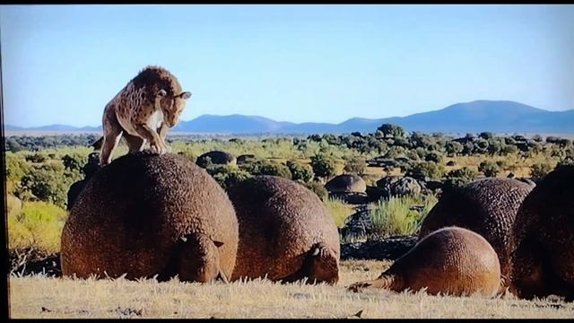 life on our planet Smilodon смотреть онлайн