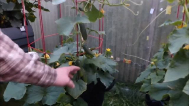 Огородничество. Выпуск #38 - Обзор ОГУРЦОВ Выращенных в Тёплых Бочках. Аляска США