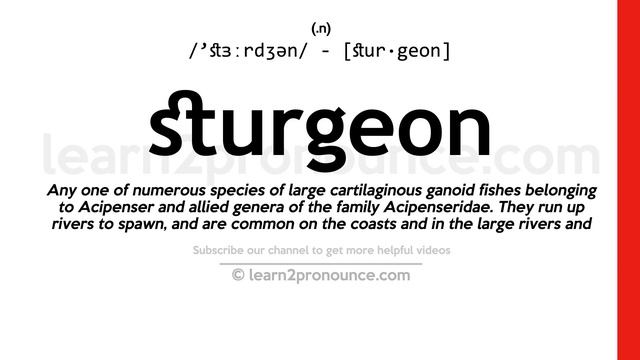 Pronunciation of Sturgeon | Definition of Sturgeon смотреть онлайн