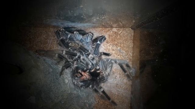 Lasiodora Parahybana Molting! смотреть онлайн