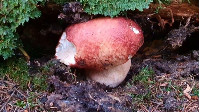 Збираю БІЛІ ГРИБИ, ПІДОСИНОВИКИ та ЛИСИЧКИ серед гірських лісів у Карпатах😍