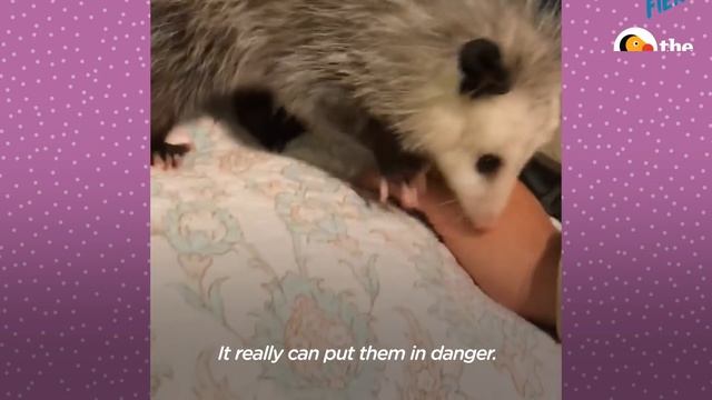 This Baby Opossum Has the Cutest Hands | The Dodo Little But Fierce смотреть онлайн