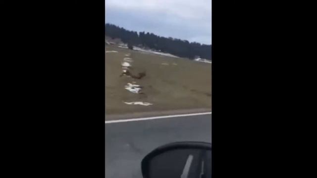 Выпуск 10 смешные видео с животными и не только смотреть онлайн