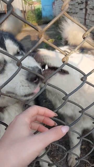 🐶😊#жизньвдеревне #собака #маламут смотреть онлайн