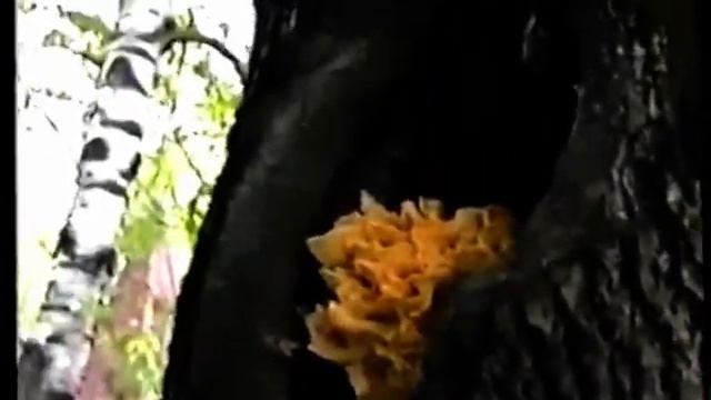 Грибы ТСЖ   Трутовики Серно Желтые в городе на Покровке  Смоленск