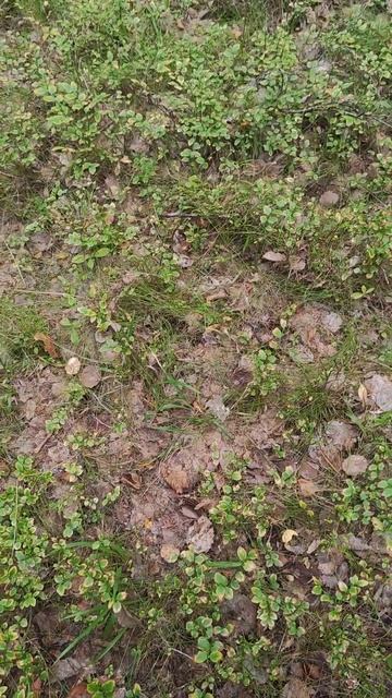 Хитропопая грибник