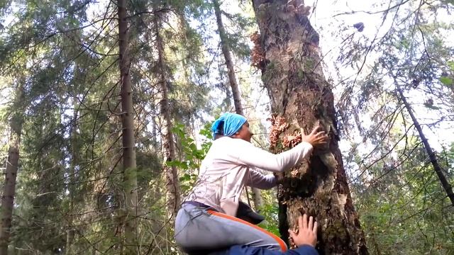 Поход в лес за грибами