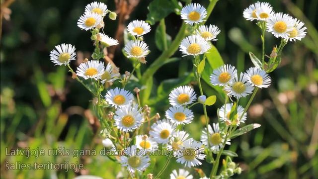 Šiaurinis šemenis (Phalacroloma septentrionale) LT смотреть онлайн