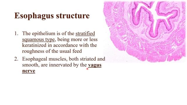 Esophagus anatomy! + differences between species and x-rays / VETERINARY MEDICINE смотреть онлайн