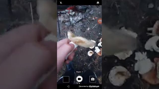 Поход в лес 2 грибы