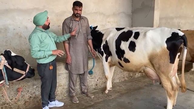 #cordyglow #cordyceps #miimmune #paramsunil #kidenystone #cattlefeed #bestproduct