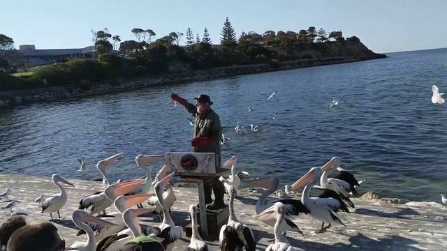The Pelican Man смотреть онлайн