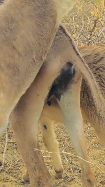 #ytshorts #pets смотреть онлайн