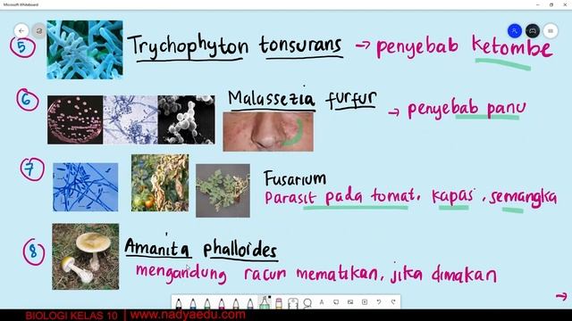 Materi Biologi Peranan Jamur Yang Merugikan смотреть онлайн