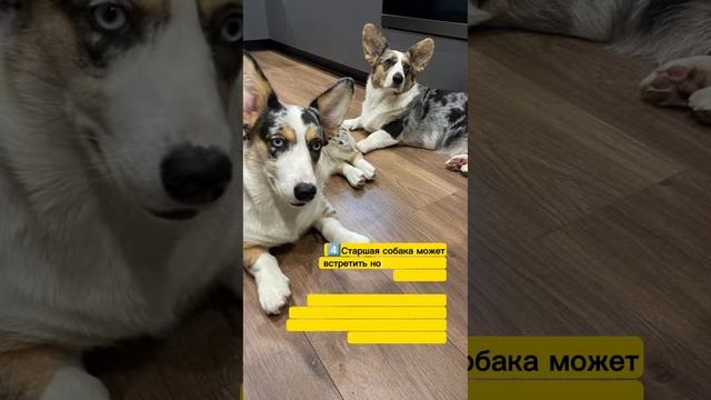 Вторая собака в доме, правила поведения смотреть онлайн