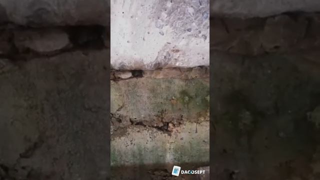 Применение средства DACOSEPT Антиплесень - наглядно уничтожает плесень и грибок смотреть онлайн