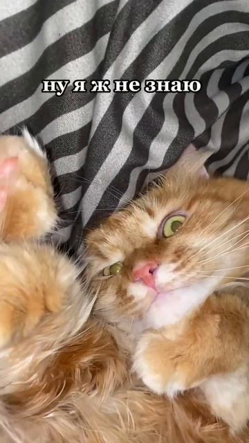 Почему коты лежат в таких странных позах🐈 смотреть онлайн