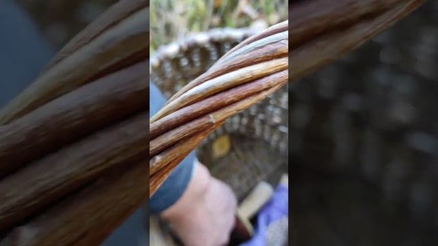 Грибы смотреть онлайн