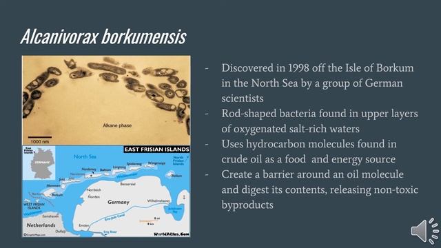 Bioremediation Case Study By Madelyn Mehr