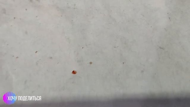 LANBENA маска от черных точек. Стоит ли покупать? Есть ли эффект? смотреть онлайн