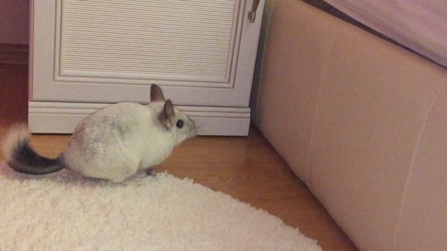 Шиншилла Крис гуляет смотреть онлайн