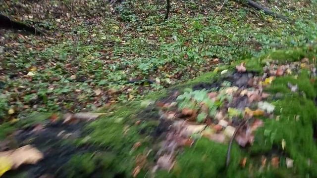 Гриби опеньки ліс природа