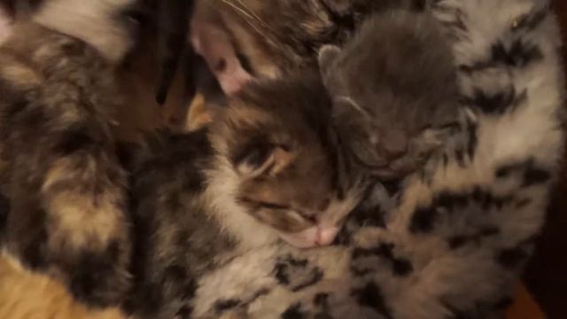 Родила одна- кормят две. смотреть онлайн