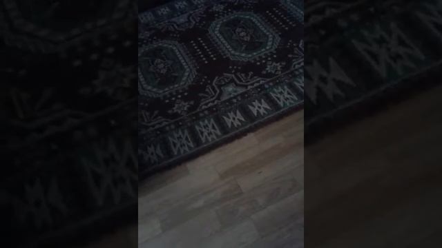 У МЕНЯ НОВАЯ КОШКА!!!! смотреть онлайн
