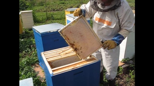 Проверка и отбор пчелиных рамок смотреть онлайн