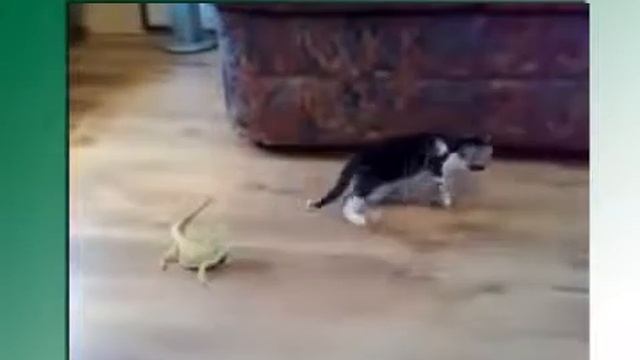 Приколы 2013 Котёнок Против ящерицы Kitten afraid of lizards Юмор! Прикол! Смех смотреть онлайн