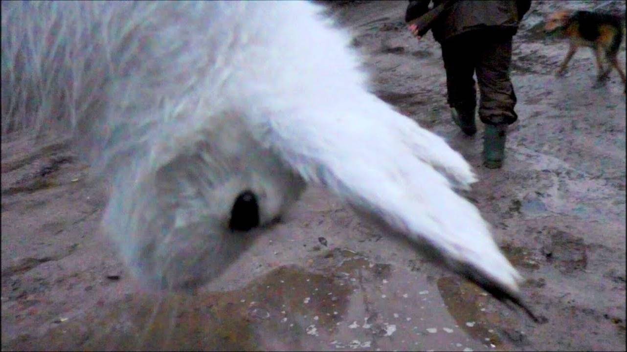 ОХОТА НА ЗАЙЦА С ГОНЧИМИ. Аргон и Лайма вл. Шатров В.А.#охотасгончей#собака #животные#топ#hunting смотреть онлайн