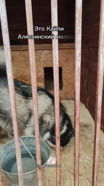 Sobakinazhizn(Собакинажизнь)