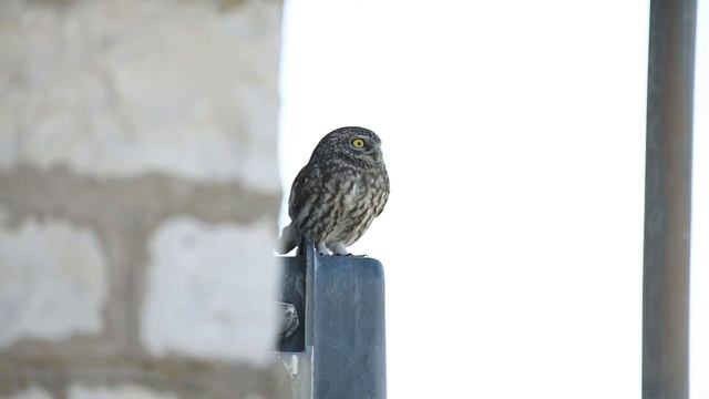 43 Athene noctua смотреть онлайн