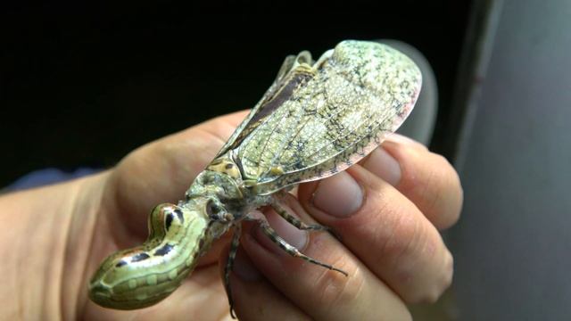 CROCODILE HEAD Insect? Fulgora laternaria / Jequitiranaboia смотреть онлайн