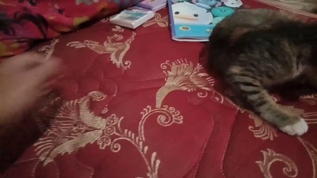 The Cat Bites My Hand When I Touch Her || Cat Grooming Itself