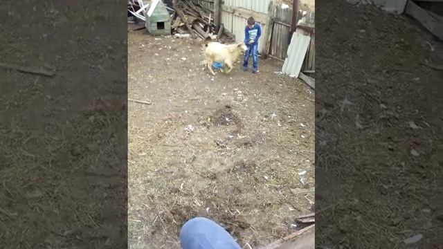 Казёл бьёт мальчика