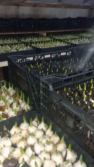 тюльпаны смотреть онлайн