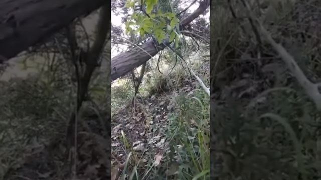 Шикори кабк дар РУСИЯ бачохой нуробод смотреть онлайн