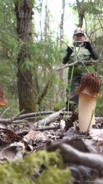 Сморчковая шапочка смотреть онлайн