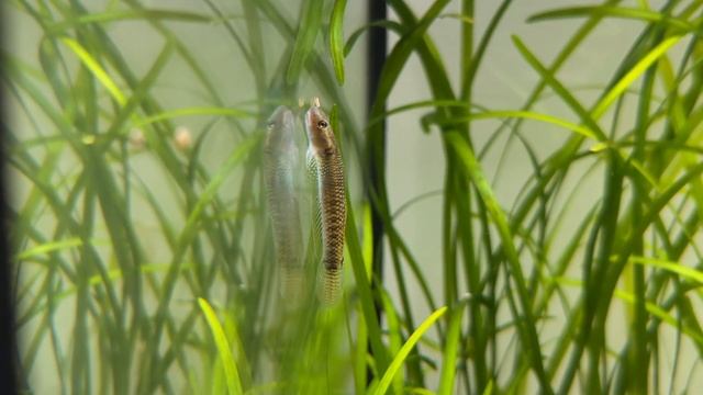 Red Neon Goby Fish Swimming смотреть онлайн