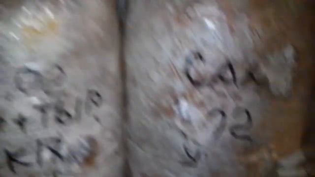 Вешенки. Видео для Игоря.