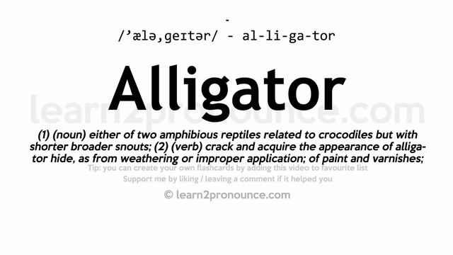 Pronunciation Of Alligator | Definition Of Alligator