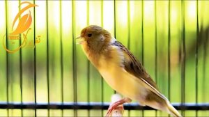 красивое пение канарейки