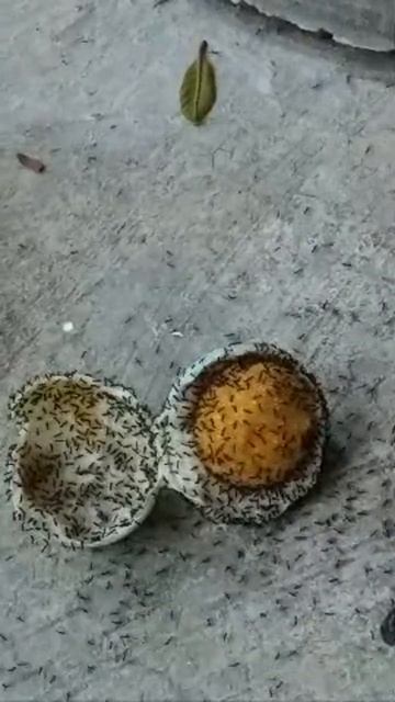 semut dan telur! смотреть онлайн