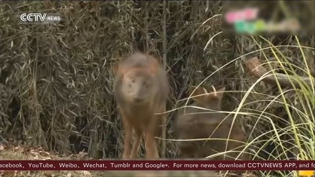 Four pudus debut at Japan's Saitama Children's Zoo смотреть онлайн